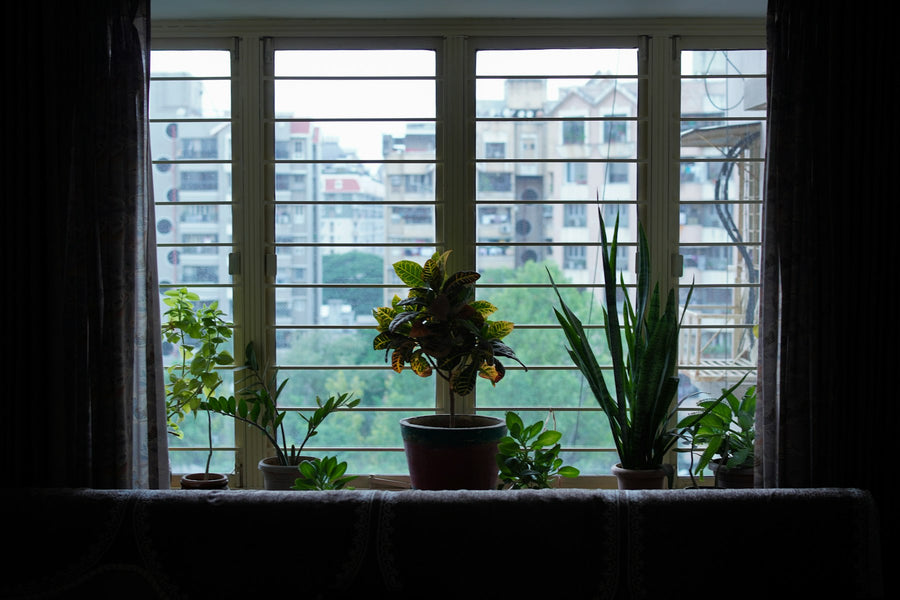 Potted plants on an apartment windowsill overlooking the street