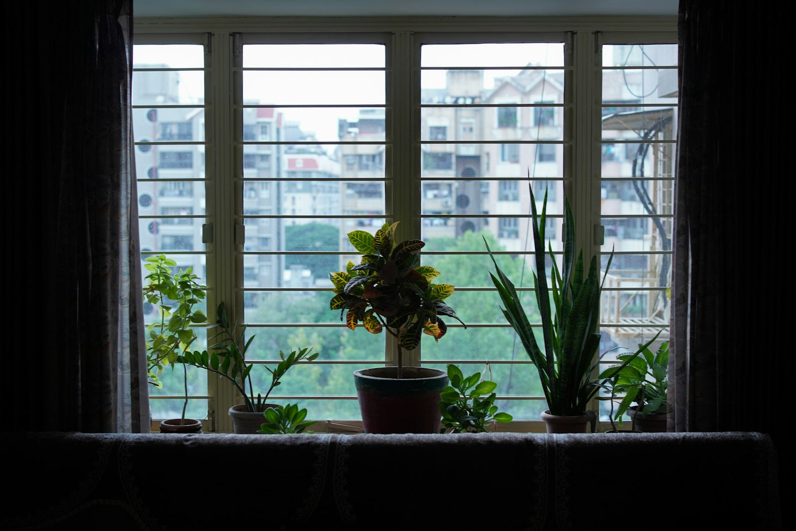 Potted plants on an apartment windowsill overlooking the street